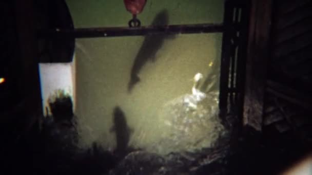 Peixes de salmão nadando através de cadeados estreitos — Vídeo de Stock