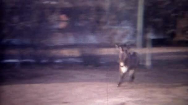Bebé burro corriendo hacia la cerca a la madre — Vídeos de Stock