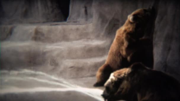 Grizzly bear pití ze zoo vodní fontány jet hadice — Stock video
