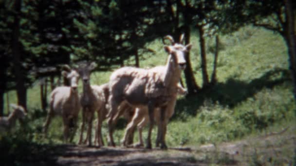 Family of wild mountain sheep in forest — Stock Video