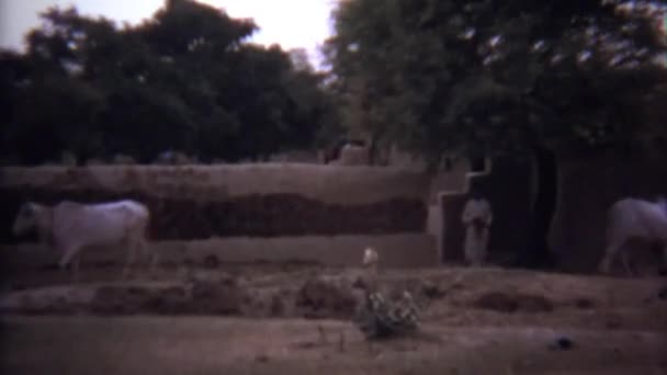 Boy herding cow on rural farm — Stock Video