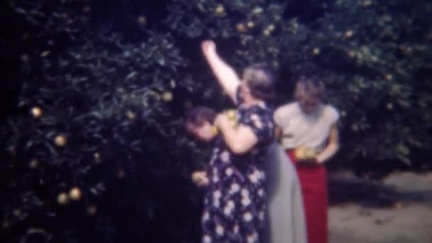 Familia recogiendo fruta naranja del árbol del huerto — Vídeo de stock