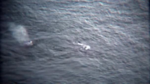 Whale blowholes jugando en el agua del océano por debajo — Vídeos de Stock