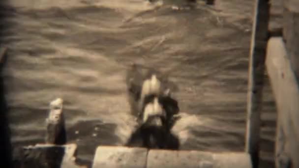 Perro saltando del muelle al lago — Vídeos de Stock