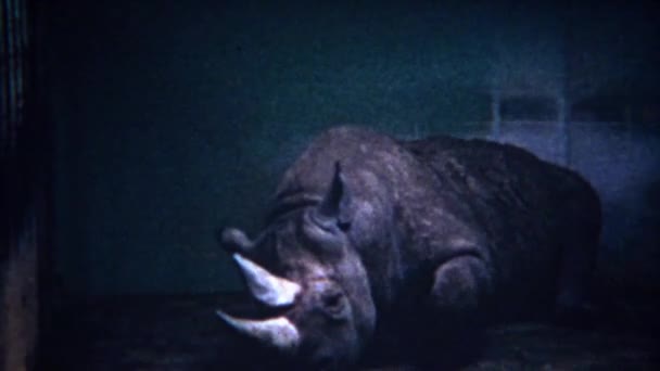 Triste rinoceronte animal no zoológico — Vídeo de Stock