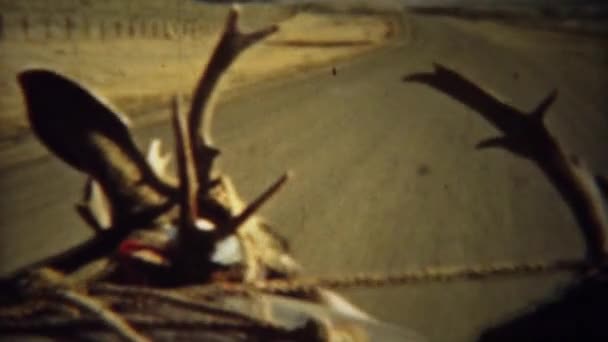 Whitetail 鹿の角で運転する車フロント ガラス — ストック動画
