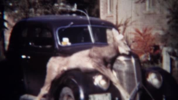 Люди осматривают охоту на мертвого оленя — стоковое видео