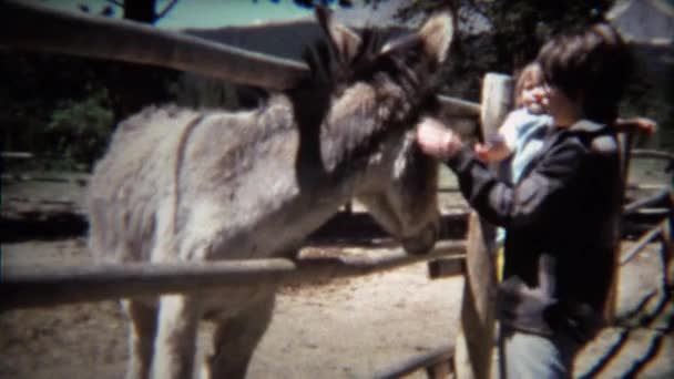 Madre y niño acariciando burro grande — Vídeos de Stock