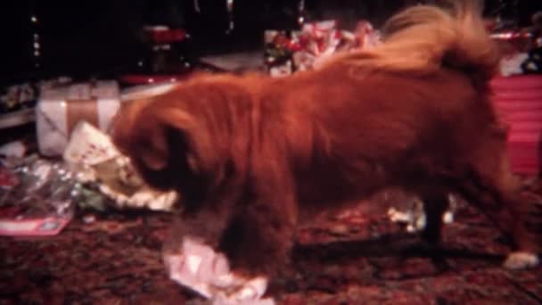 Hund öffnet Weihnachtsgeschenk — Stockvideo