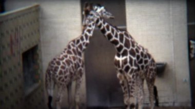 Sarılma ve hayvanat bahçesinde dolaşan zürafalar