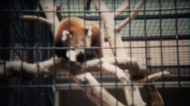 Panda hayvanat bahçesinde ölü ağaca tırmanıyor