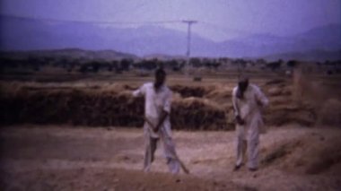 Erkekler ilkel sıralama tahıl tohumları