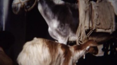 adam uzun saçlı keçi sağım 