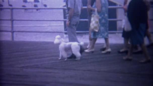 Poodle walking down ocean beach boardwalk — Stock Video