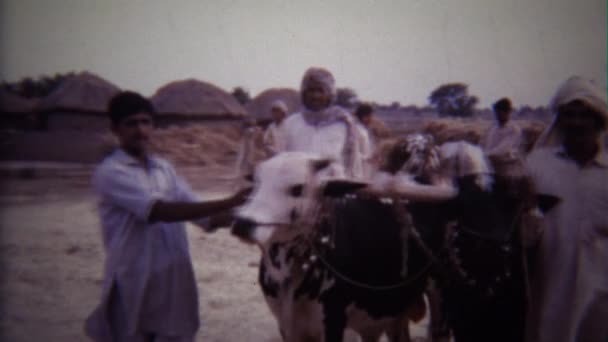 Hombres con ganaderos de vacas en el Medio Oriente — Vídeos de Stock