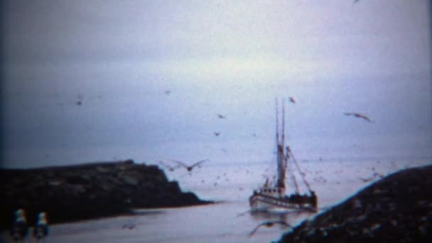 Barco de pesca con bandada de aves en círculo que llega al puerto — Vídeos de Stock