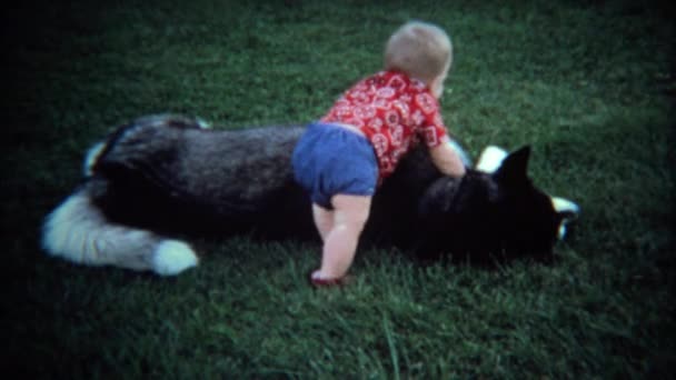 Petit garçon dérangeant chien de famille — Video