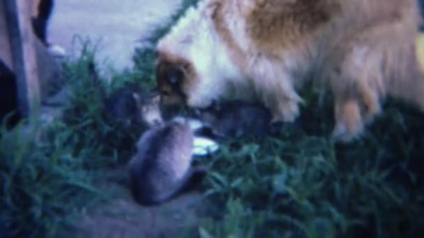 Dog drinking milk with kitten cats — Stock Video