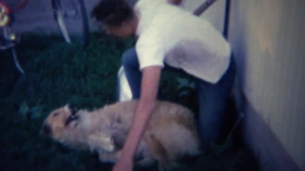 Pojken älskar husdjur med Collie hund — Stockvideo