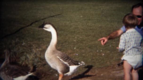 Criança menino persegue gansos no parque — Vídeo de Stock