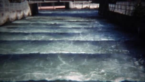 Il fiume blocca il salmone sulla scala in acqua che scorre — Video Stock