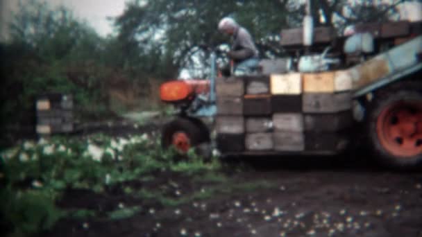 Farmer harvesting vegetables workers processing into boxes — Stock Video