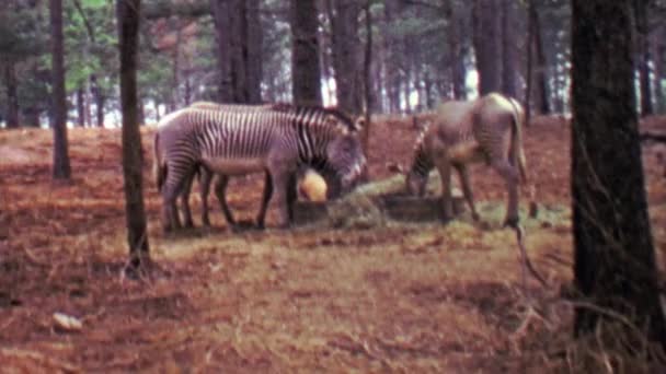 Zebras eating hay — Stock Video