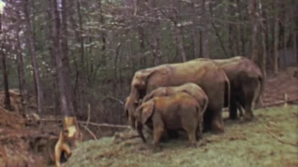 Слоны едят пищу в лесу — стоковое видео
