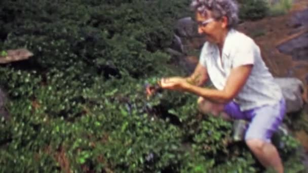 Mulher escolhendo arbusto de mirtilo selvagem — Vídeo de Stock