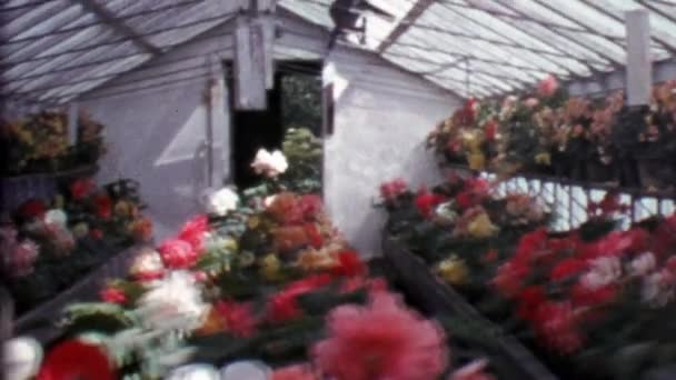 バラの花が付いているガラス プロ温室 — ストック動画