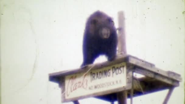 Медвежонок-исполнитель в ожидании прогулки по канату — стоковое видео