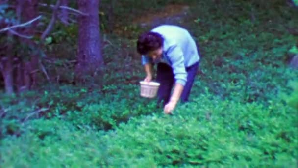 Woman picking wild blueberries — Stock Video