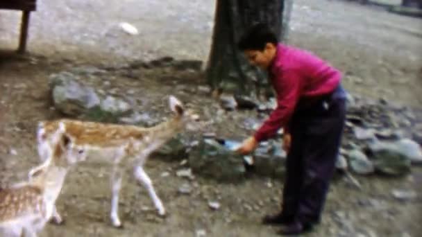 Boy feeding adorable fawn deers — Stock Video