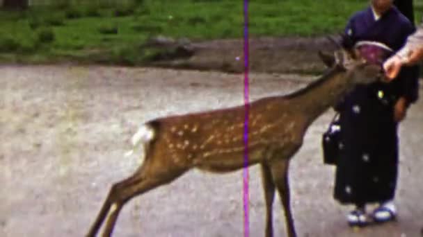 US Army man feeding deer — Vídeos de Stock