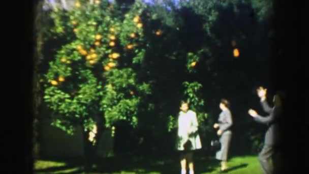 Family picking orange tree — Stock video