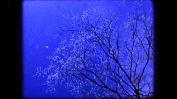 Hielo cayendo del árbol derretido — Vídeo de stock