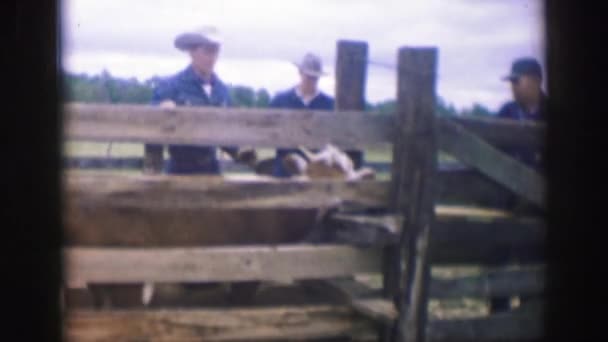 Koe in een staander in Iowa — Stockvideo