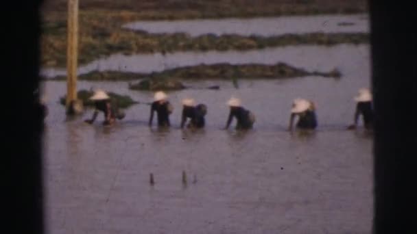 Personas que trabajan en los arrozales — Vídeo de stock