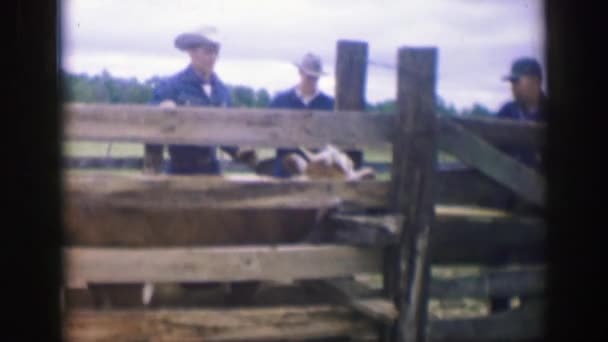 Kuh in einem Stall in Iowa — Stockvideo