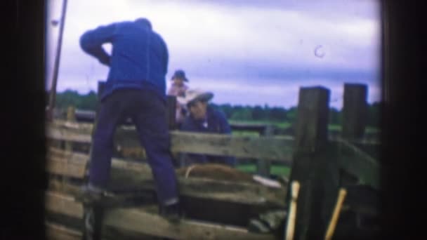 Kennzeichnung von Tieren, eine traditionelle und übliche Praxis auf einer Ranch — Stockvideo