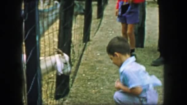 男孩吃草的山羊在动物园 — 图库视频影像