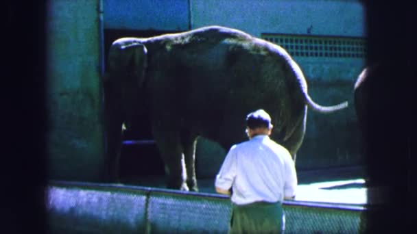 Ein Elefant und eine Person sieht ihn sich an — Stockvideo