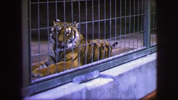 Un tigre se ve en una jaula — Vídeo de stock