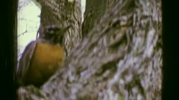Robin pássaro closeup na árvore de outono — Vídeo de Stock
