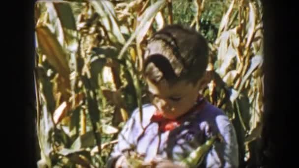 Niño cosecha de maíz pelado espigas — Vídeo de stock