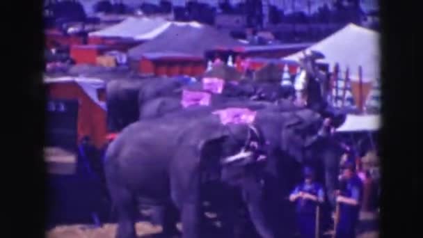 Elephants in this unique circus meeting — Stock Video