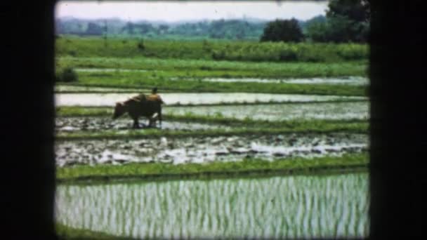 Farmer plowing rice paddy flooded fields — Stock Video