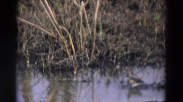 Een vogel waden door ondiep water en eten — Stockvideo