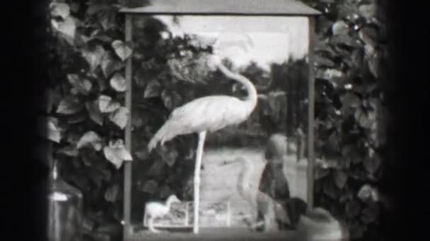 Pink flamingo behind exhibit glass — Αρχείο Βίντεο