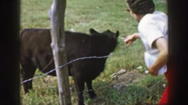 Woman trying to pet a cow behind a fence — Stock Video